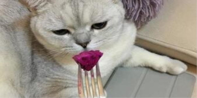 猫可以吃火龙果吗