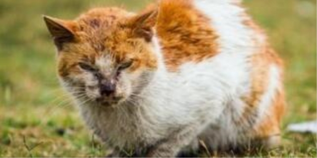 驱赶野猫拉屎拉尿最有效方法