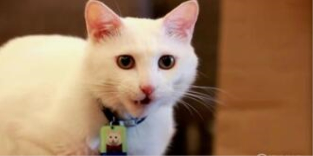 怎么判断猫咪是否发烧