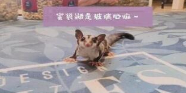 蜜袋鼯为什么容易暴毙