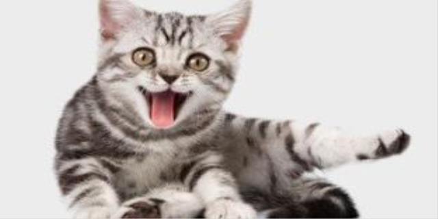 猫咪拉完屎肛门有血粘液