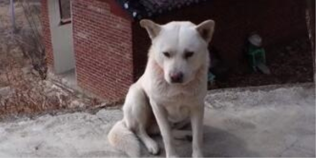 狗狗可以吃土豆吗熟的