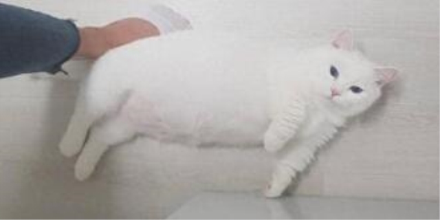 猫腹水肚子硬还是软