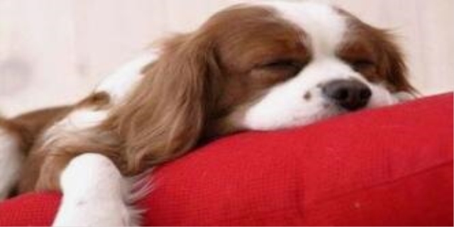 狗狗发烧可以吃布洛芬退烧吗