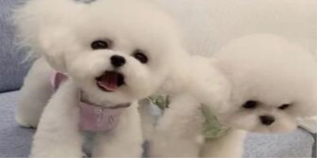 飞耳比熊和普通比熊哪个好