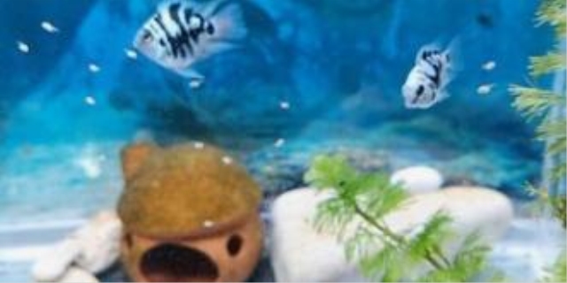 迷你鹦鹉鱼怎么养