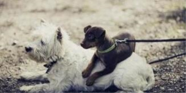 狗可以坐高铁吗