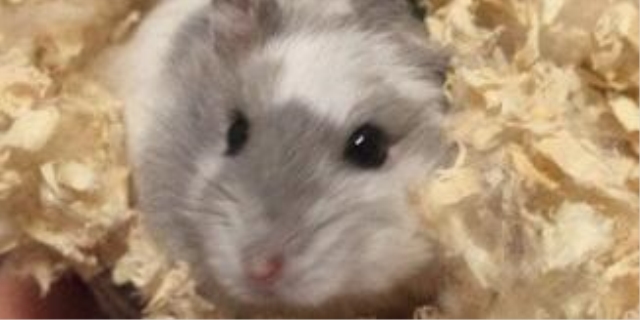 仓鼠能吃巧克力吗