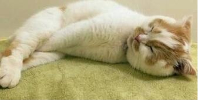 猫咪尿不出来有什么办法