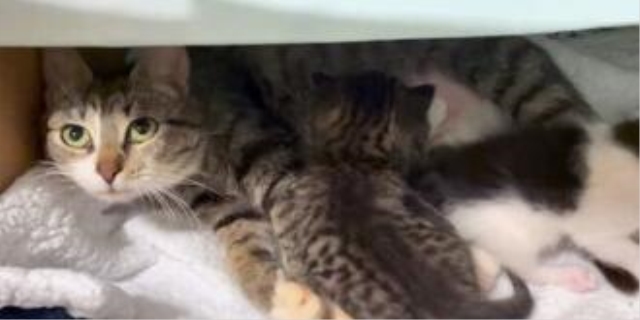 一个月小猫禁忌