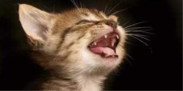 猫咪几个月换牙