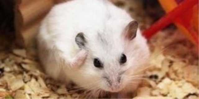 仓鼠能吃西瓜吗