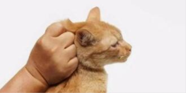 猫多大之后不能拎脖子