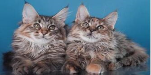 喜欢猫的女生什么性格