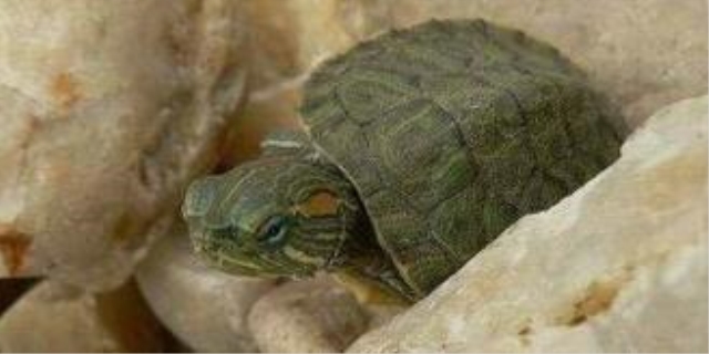 巴西龟不想养了又没法放生怎么办