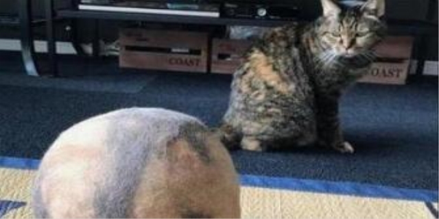 猫被摔了之后变蔫了