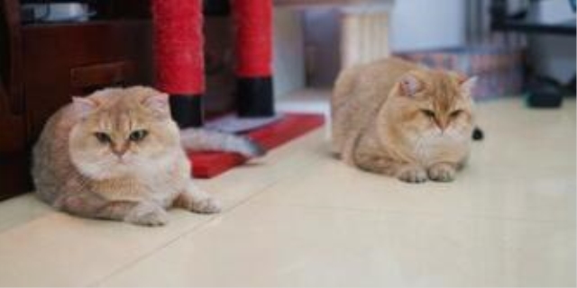 家里养几只猫最吉利