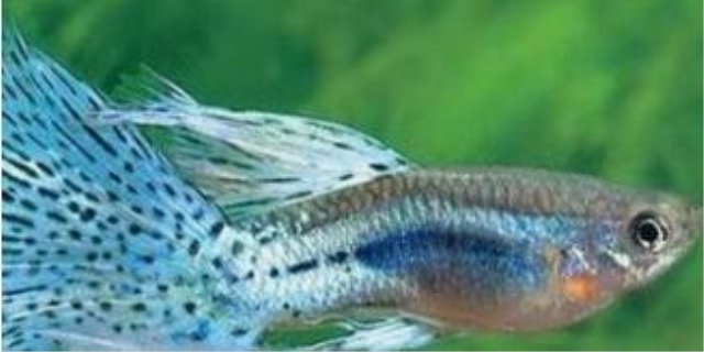 娃娃鱼吃什么食物家养