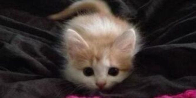 母猫把2个月的小猫全吃了