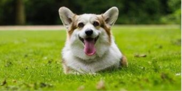  狗吃多少巧克力会致死