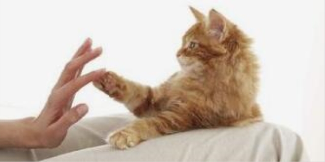 小猫咪舔主人的手代表什么