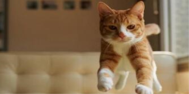 猫咪叫声沙哑而且很小