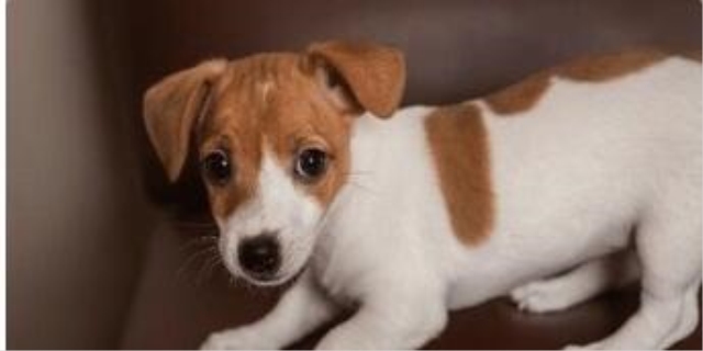 土狗能活多少年