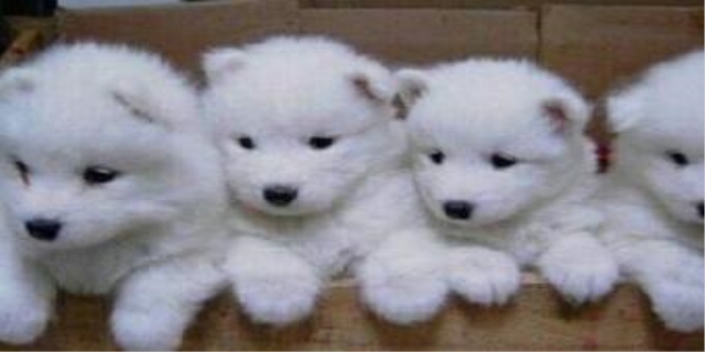 纯种萨摩耶200一只