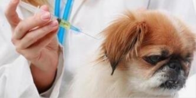 狗狗接种完疫苗后需要留观多长时间