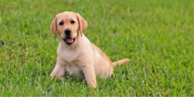 狗狗不绝育一定会子宫蓄脓吗