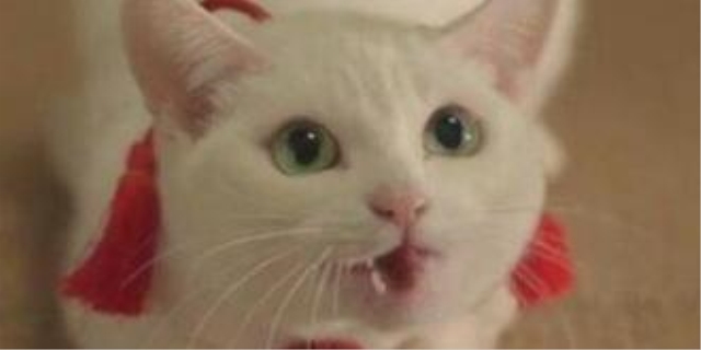 猫咪舔塑料袋的原因