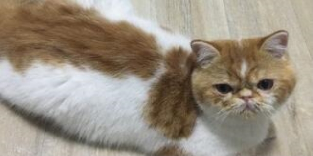 猫咪偶尔打喷嚏正常吗