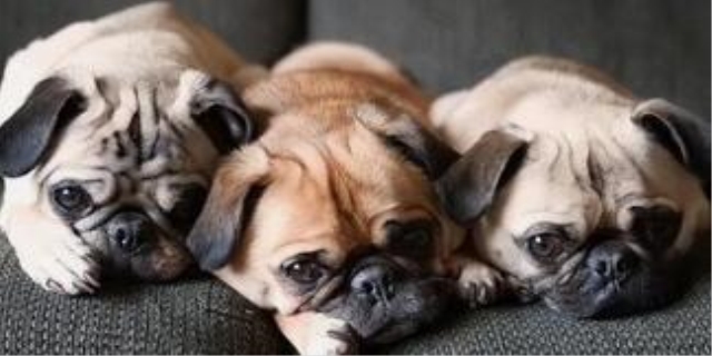 巴哥犬相当于几岁