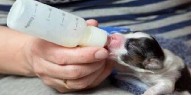 狗狗没怀孕有乳汁是什么原因