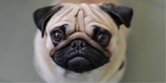 智巴哥犬相当于几岁智商