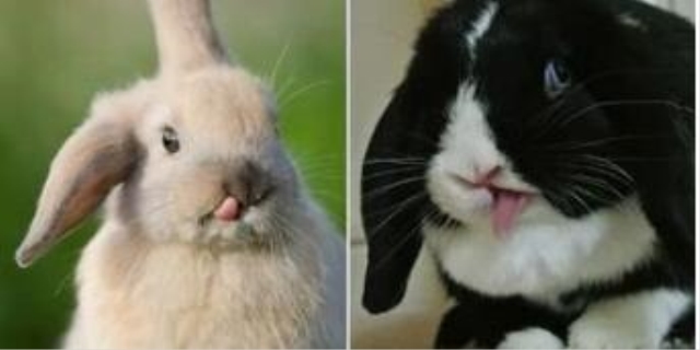 兔子的舌头有什么作用