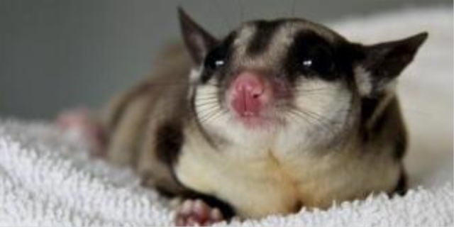 蜜袋鼯为什么不能养