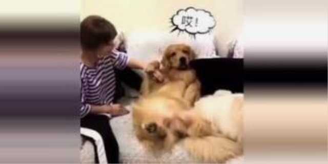 金毛智商什么时候开窍