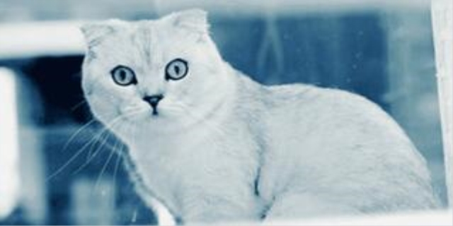 猫瘟传染给别的猫几率