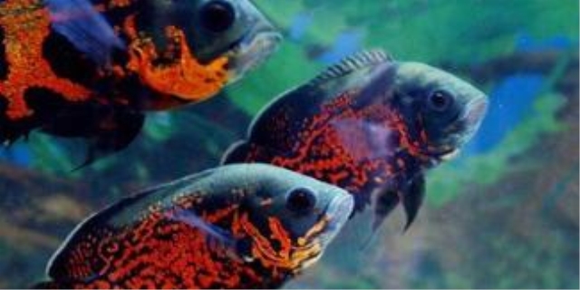 鱼缸养几条鱼最吉利