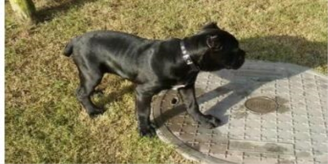 怎么教小狗狗在指定的地方大小便