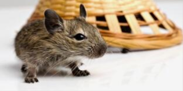 老鼠剪掉尾巴冒充仓鼠