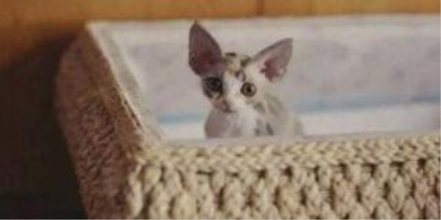 德文猫的优缺点