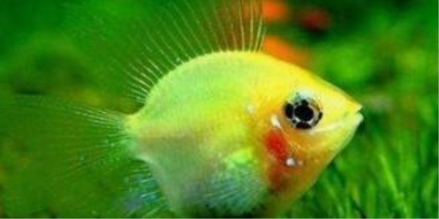 孔雀鱼身上有白点是什么原因