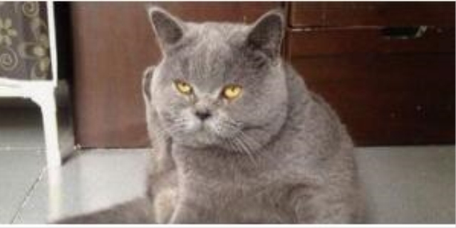 两个月幼猫嗓子叫哑了怎么办