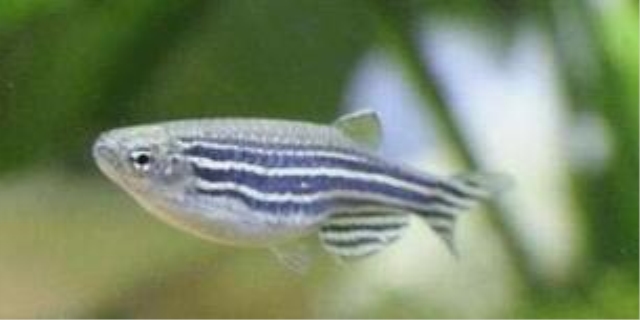 斑马鱼是流氓鱼