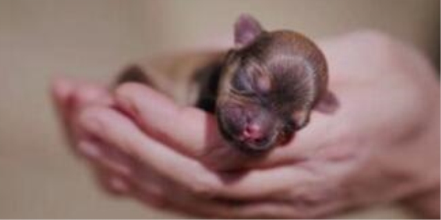 小狗崽几天睁眼睛