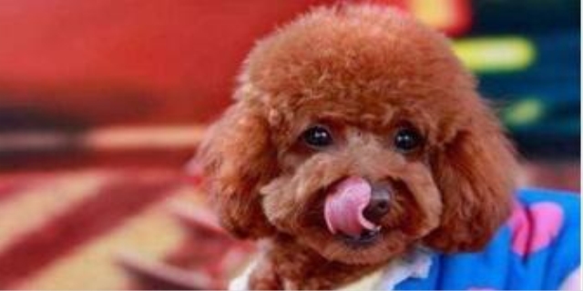 狗可以活多少岁