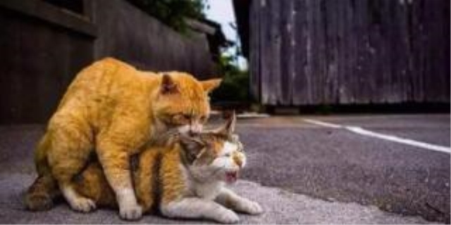 公猫发情的表现