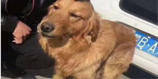 狗狗被车撞了内伤的表现